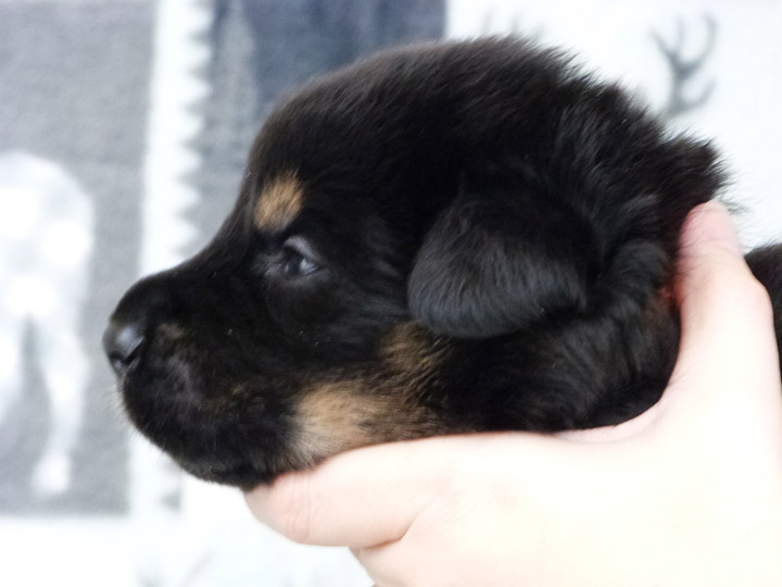 chinook puppy